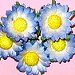 Bouquets, mini fleurs dcoratives - Bonbonnires