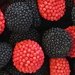 Red and Black Berries