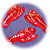 PT92013 - Homards rouges g�latines