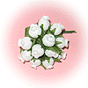 Boutons de Rose