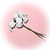 Rose de Satin
