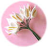 Bouquet Arum (Calla)
