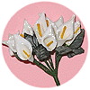 Bouquet Arum (Calla)