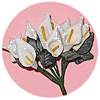 Calla Lily Bouquet