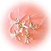 Mini Fl�tes et Boucles