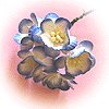 Bouquet de Sakura