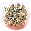 Bouquet d'�tamines