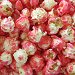 Elephant Popcorn Rose